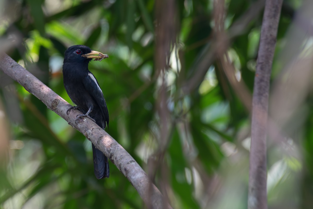 Yellow-billed Nunbird - ML615285528