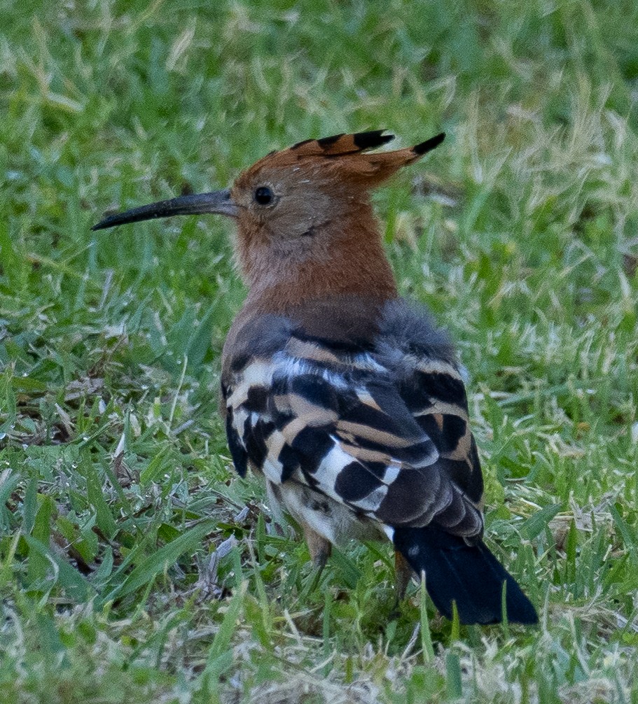 Eurasian Hoopoe (African) - ML615285585