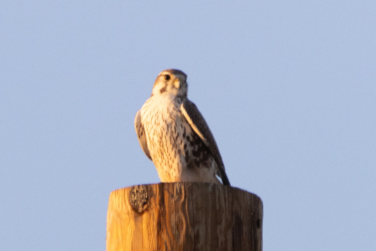 Prairie Falcon - ML615285609