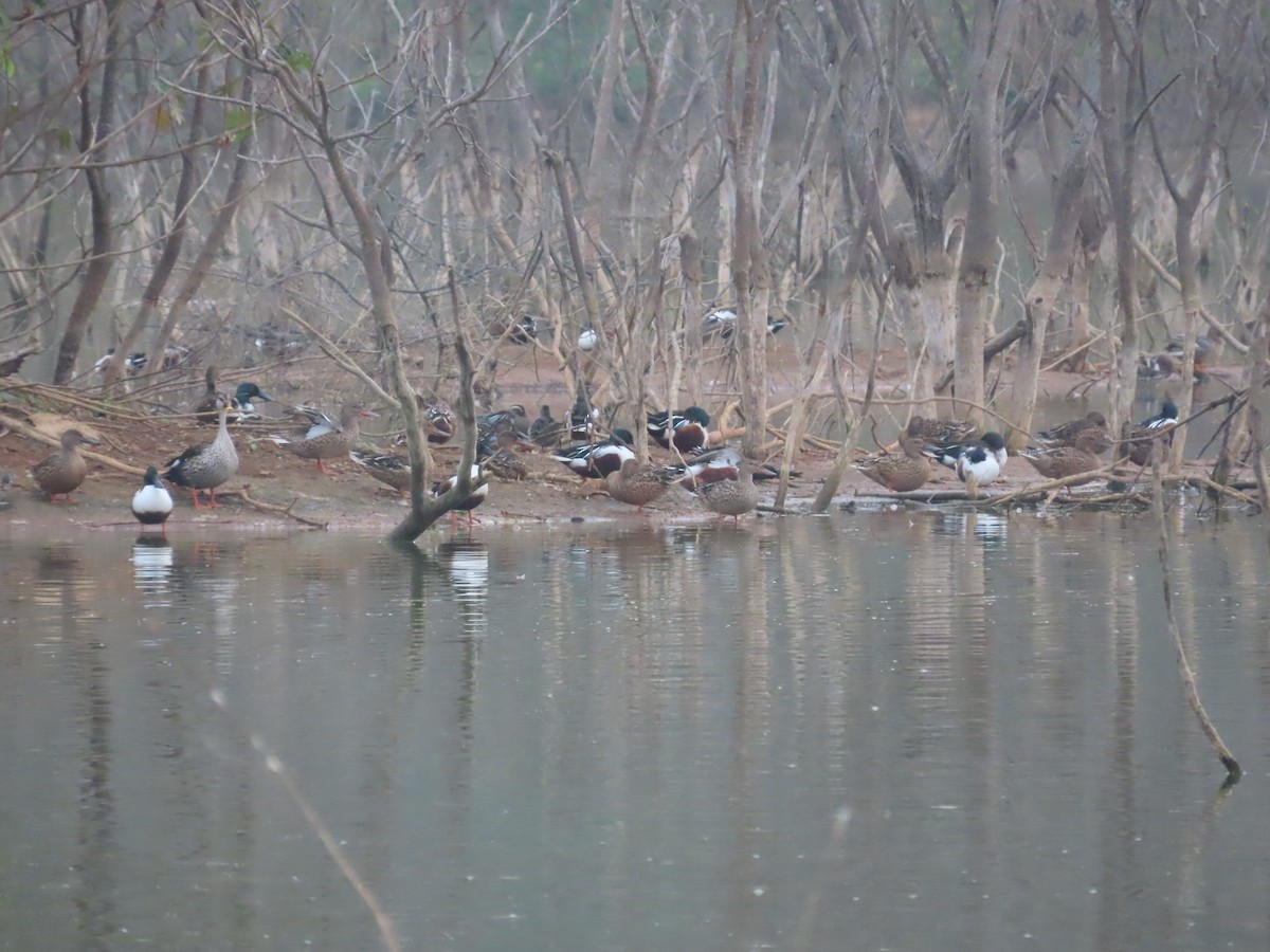 Northern Shoveler - ML615285636