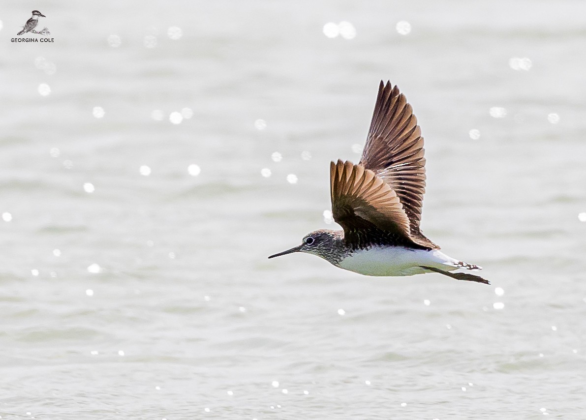 Green Sandpiper - ML615285646