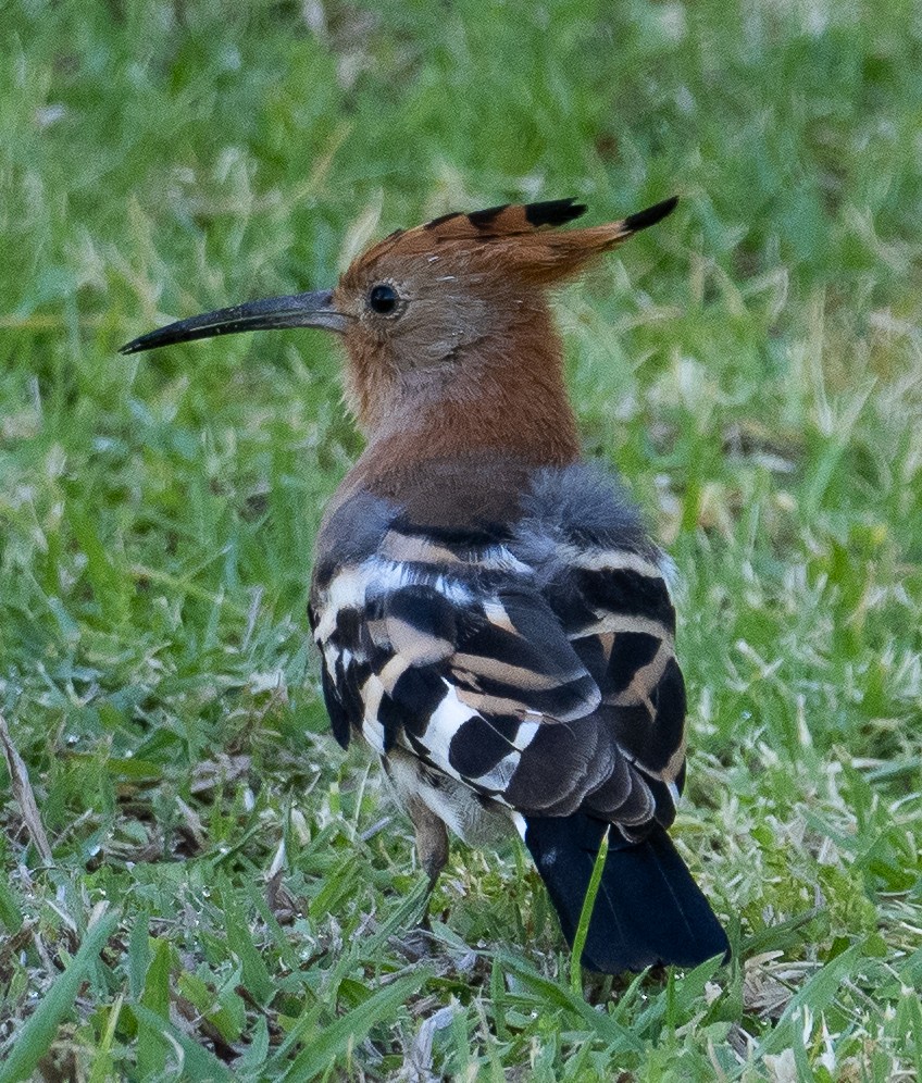 Eurasian Hoopoe (African) - ML615285661