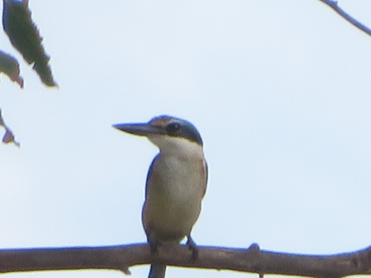 Sacred Kingfisher - ML615285735