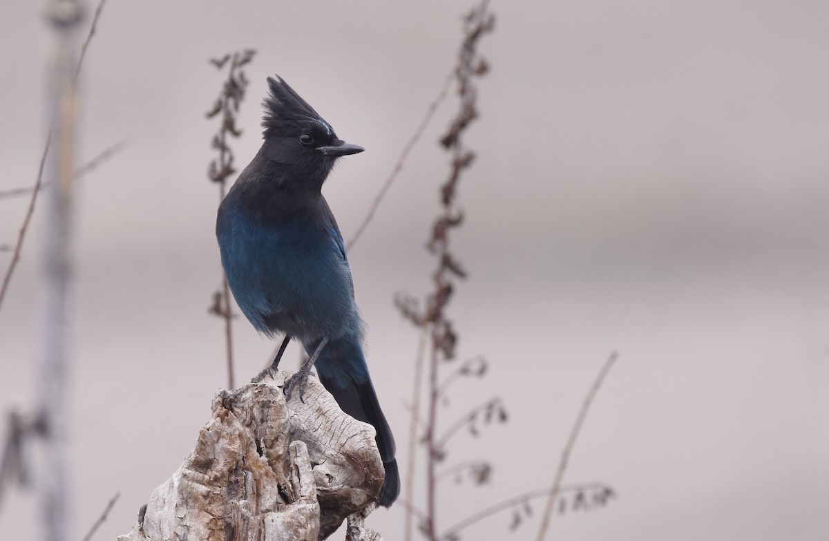 Steller's Jay (Coastal) - ML615285740