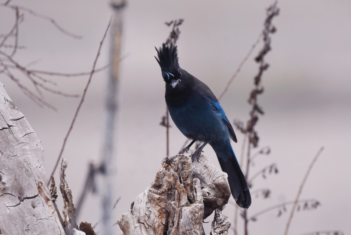 Steller's Jay (Coastal) - ML615285742