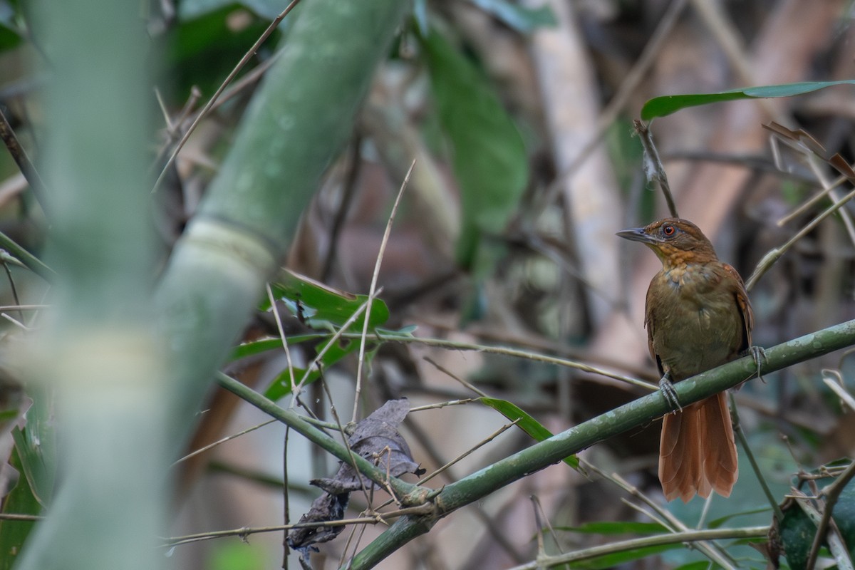 Brown-rumped Foliage-gleaner - ML615285745