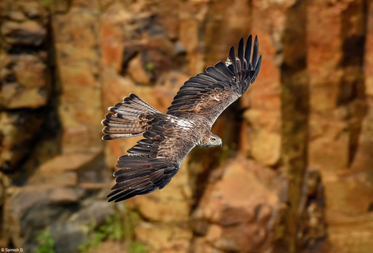 Águila Perdicera - ML615285767