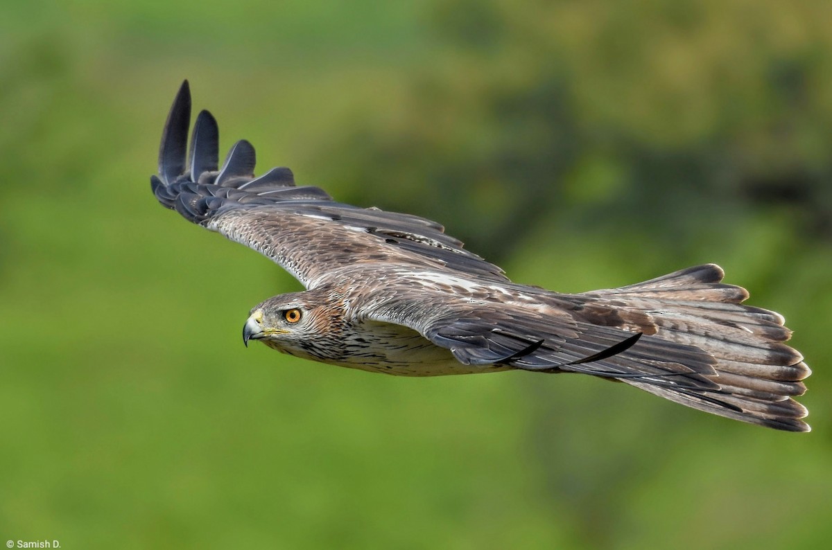 Águila Perdicera - ML615285768