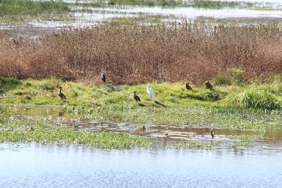 Wandering Whistling-Duck - ML615285782