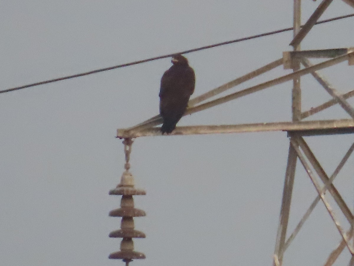 Greater Spotted Eagle - ML615285804