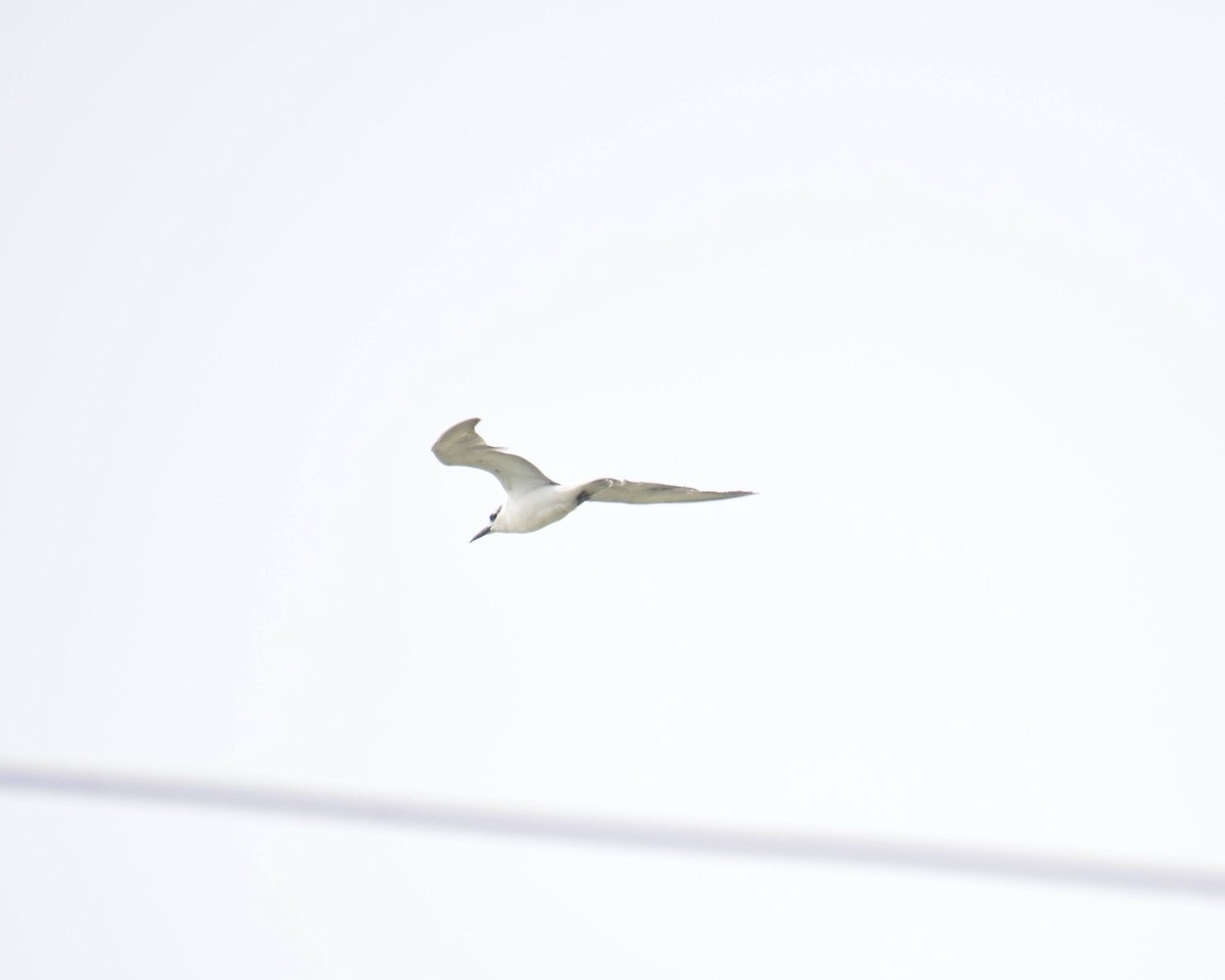 Whiskered Tern - ML615285828