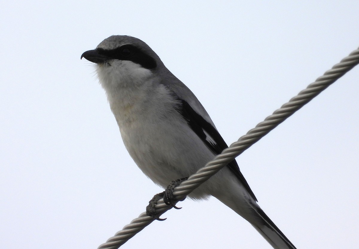 Loggerhead Shrike - ML615285830