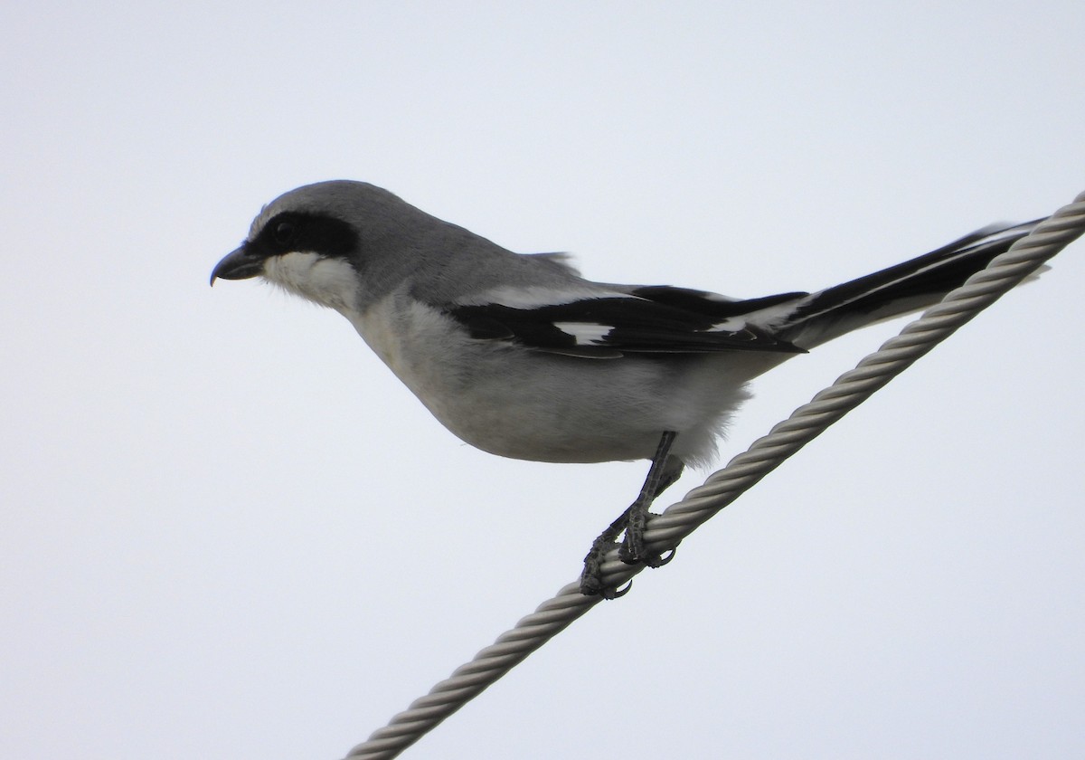 Loggerhead Shrike - David Wheeler