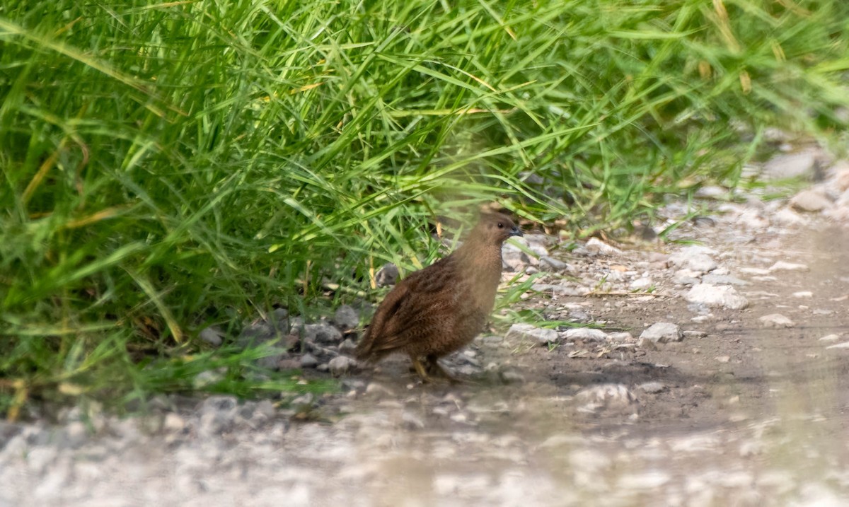 Brown Quail - ML615285878