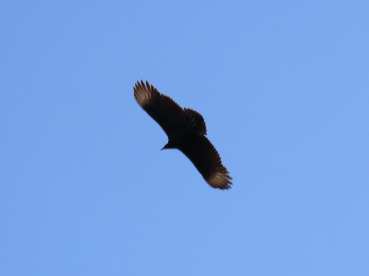 Black Vulture - Beth Daugherty