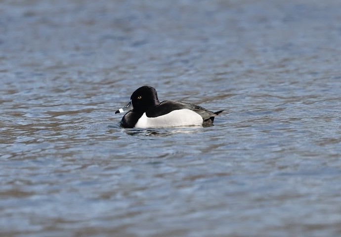 Ring-necked Duck - ML615285915