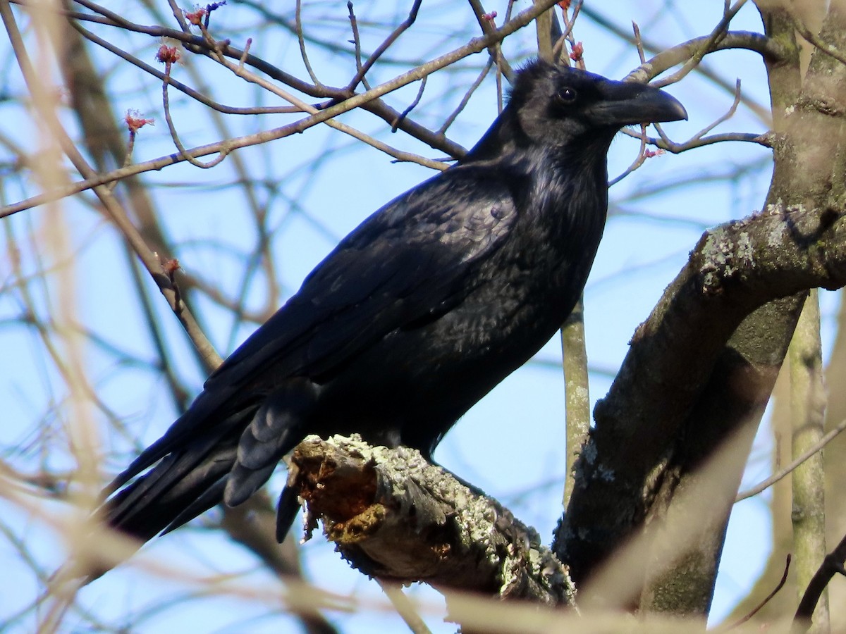 Common Raven - Beth Daugherty