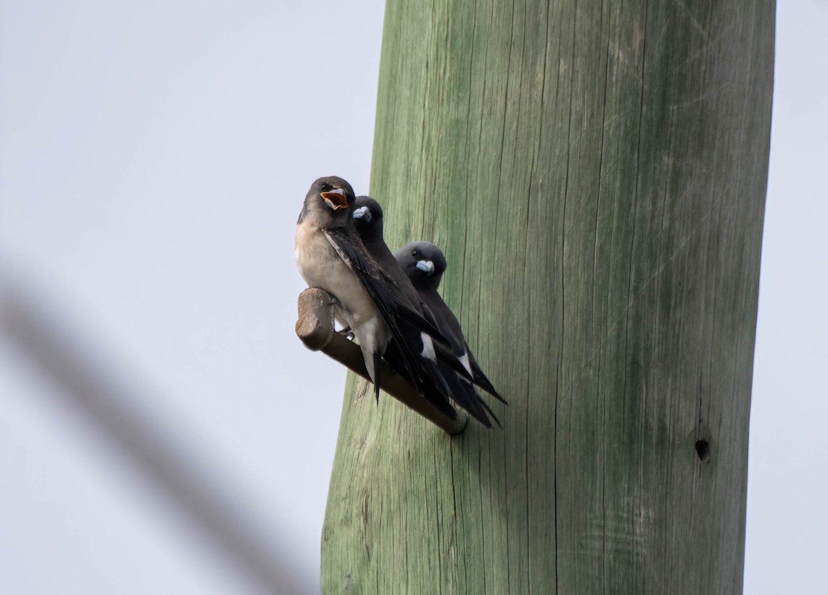 White-breasted Woodswallow - ML615286011