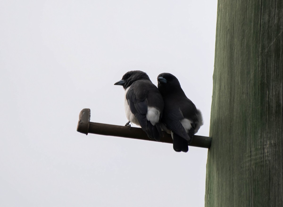 White-breasted Woodswallow - ML615286013