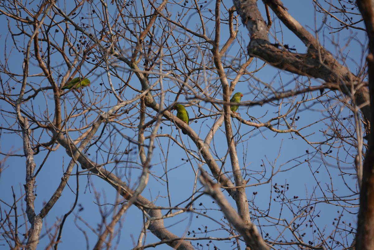 Vernal Hanging-Parrot - Mark Camilleri