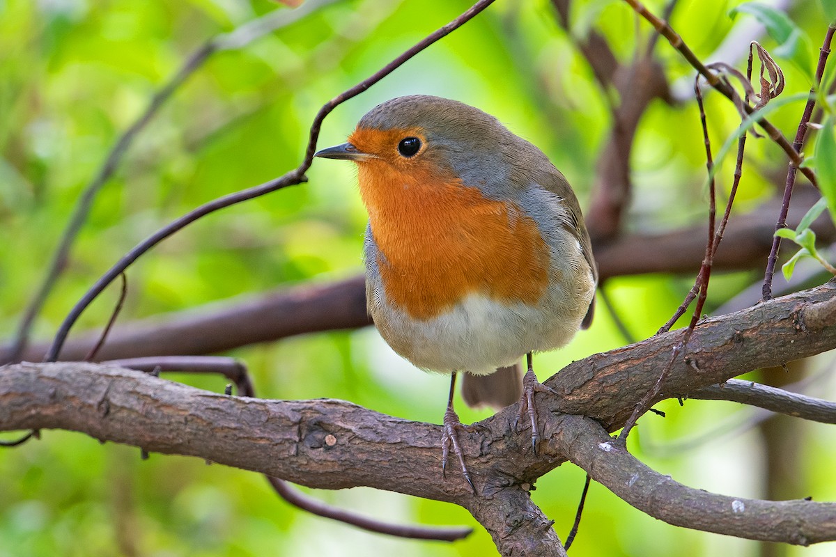European Robin - ML615286086