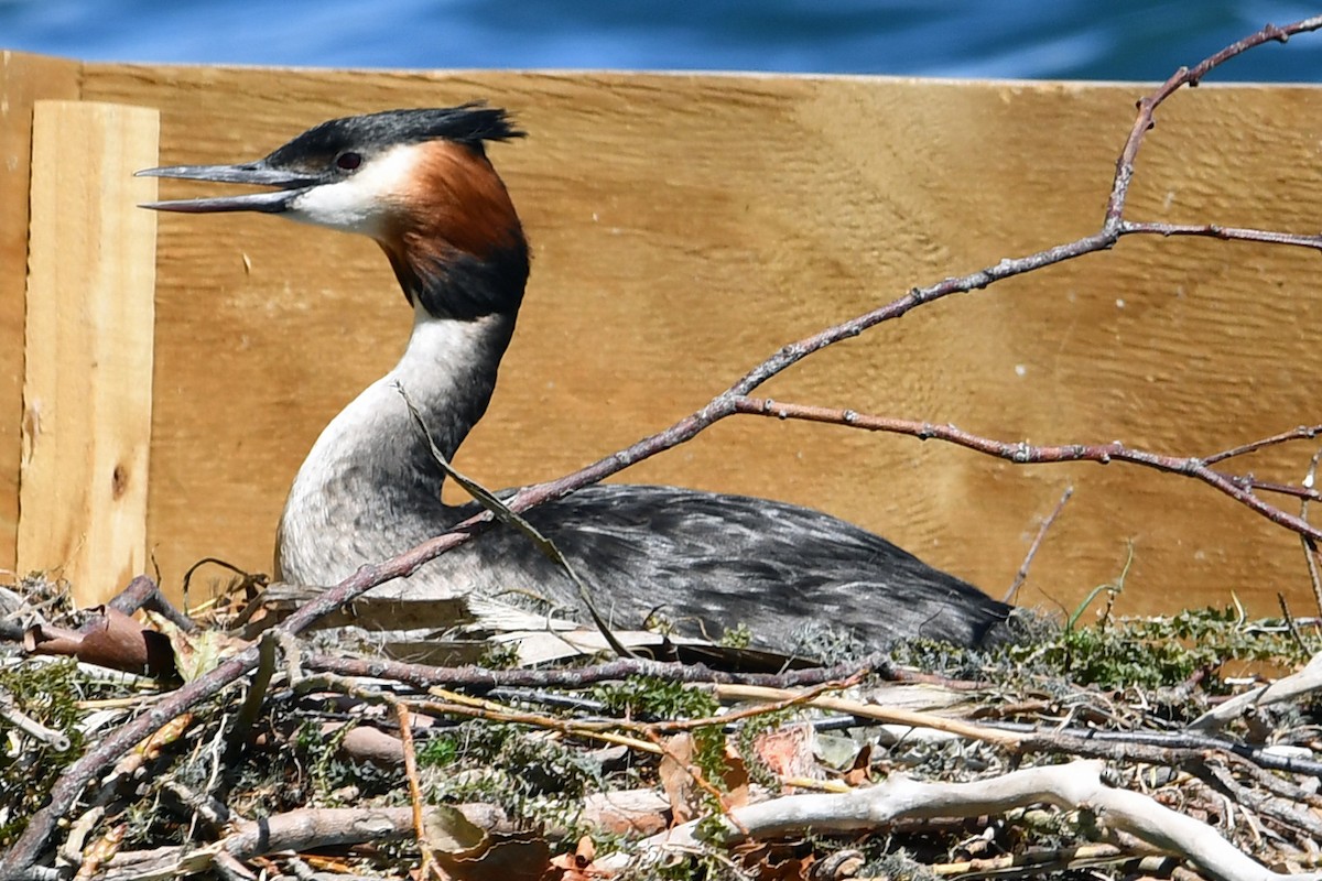 Great Crested Grebe - Steve Hawes