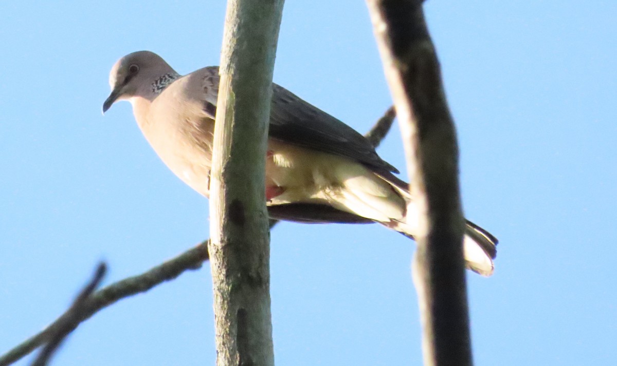 Spotted Dove - ML615286147