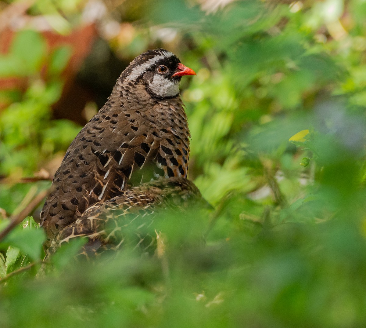 Painted Bush-Quail - ML615286239