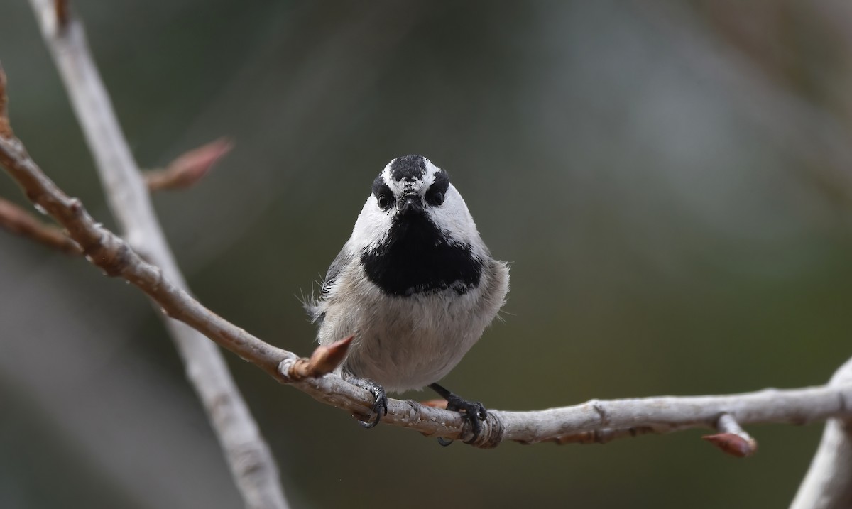 Mountain Chickadee - Christopher Lindsey