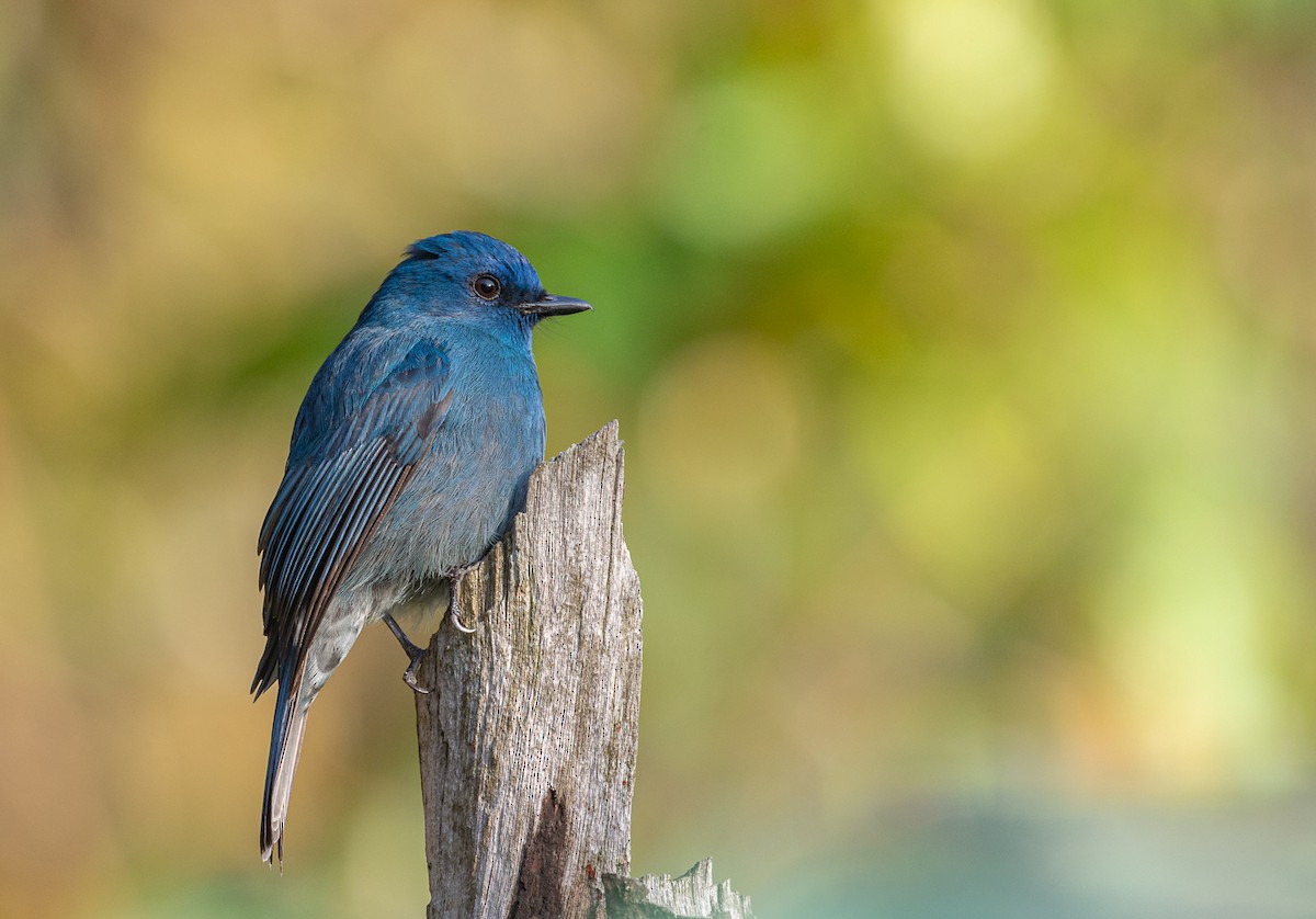 Nilgiri Flycatcher - ML615286276