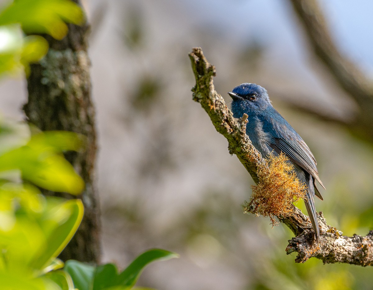 Nilgiri Flycatcher - ML615286277