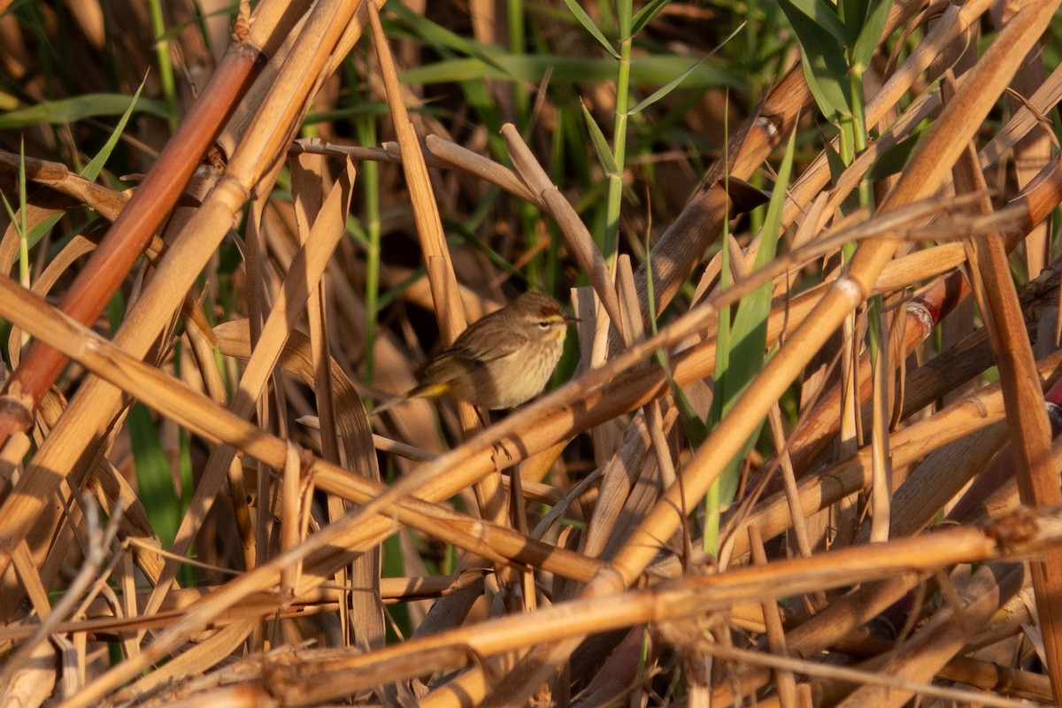 Palm Warbler - ML615286326