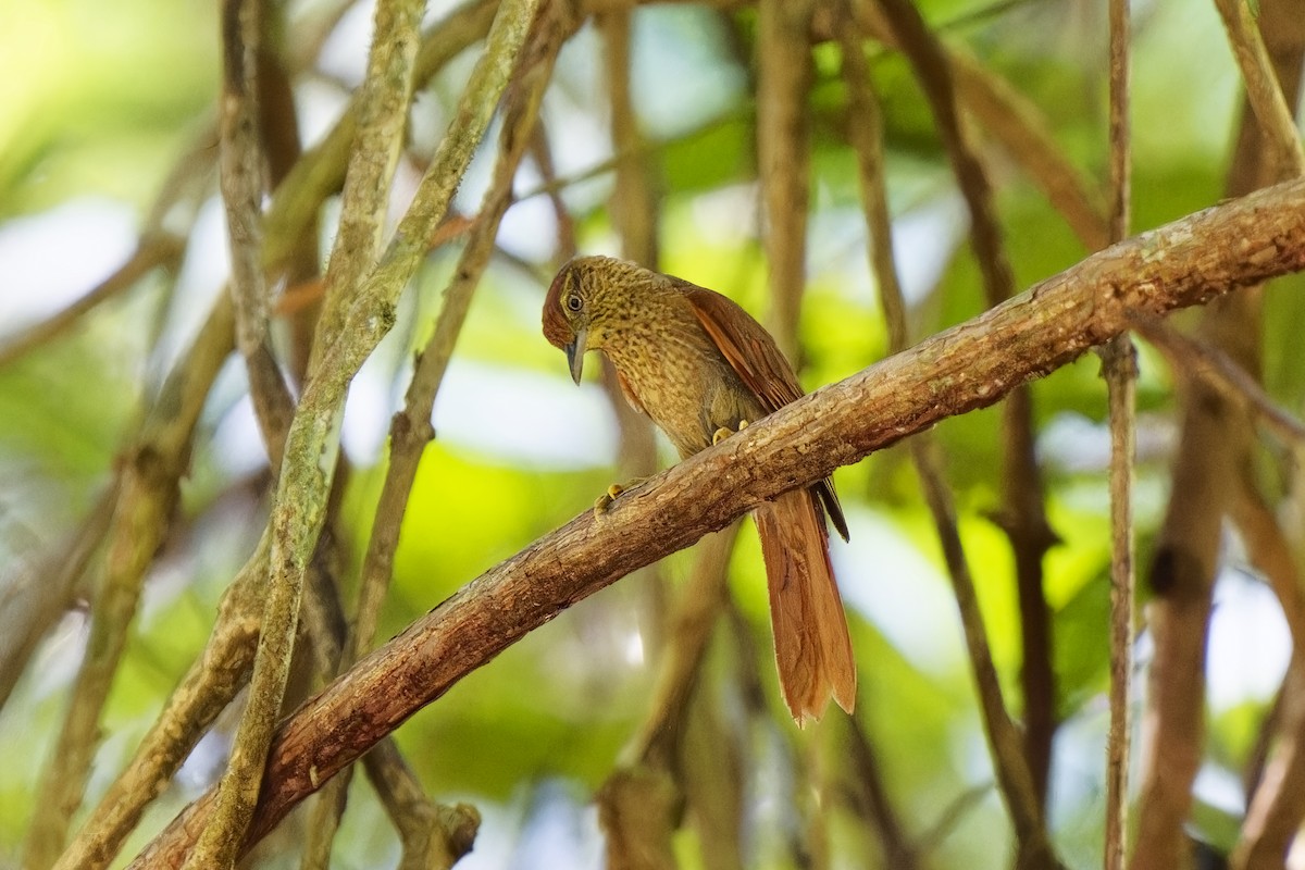 Speckled Spinetail - ML615286344