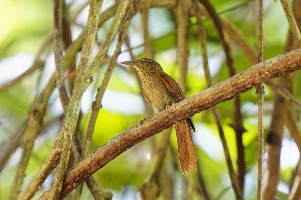 Speckled Spinetail - ML615286348