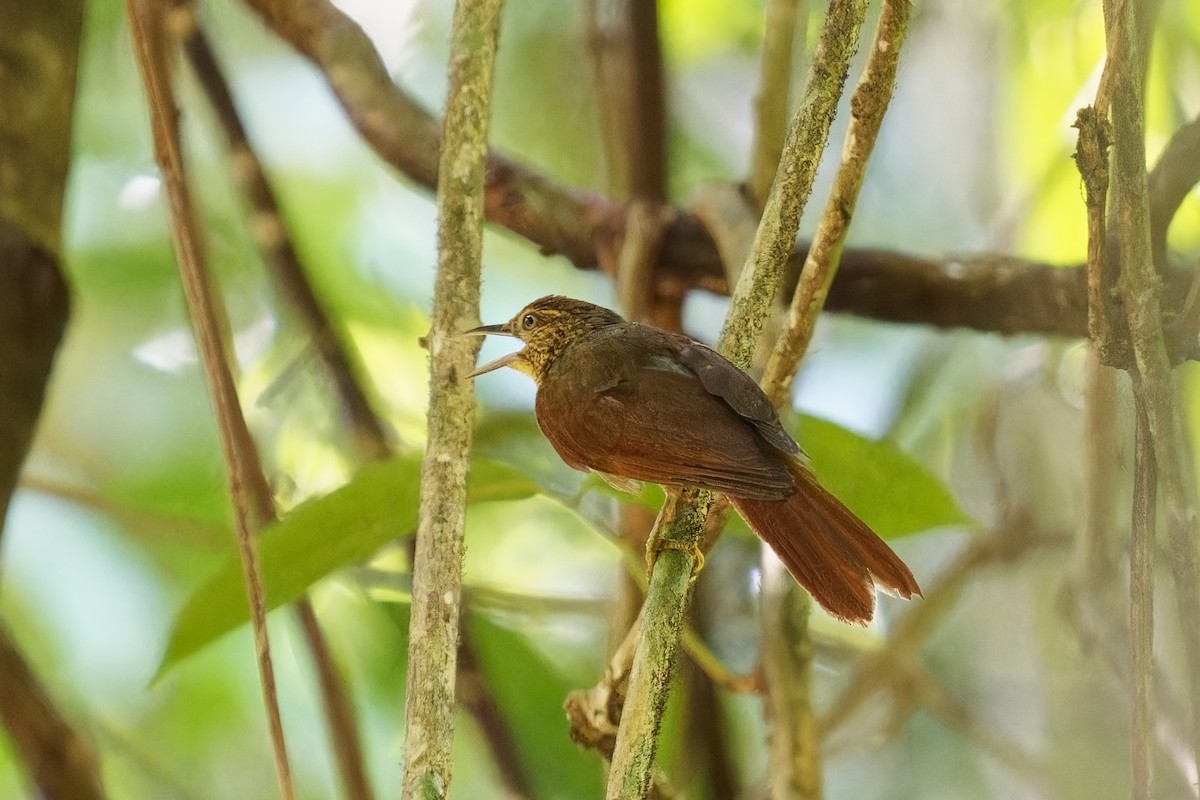 Speckled Spinetail - ML615286349