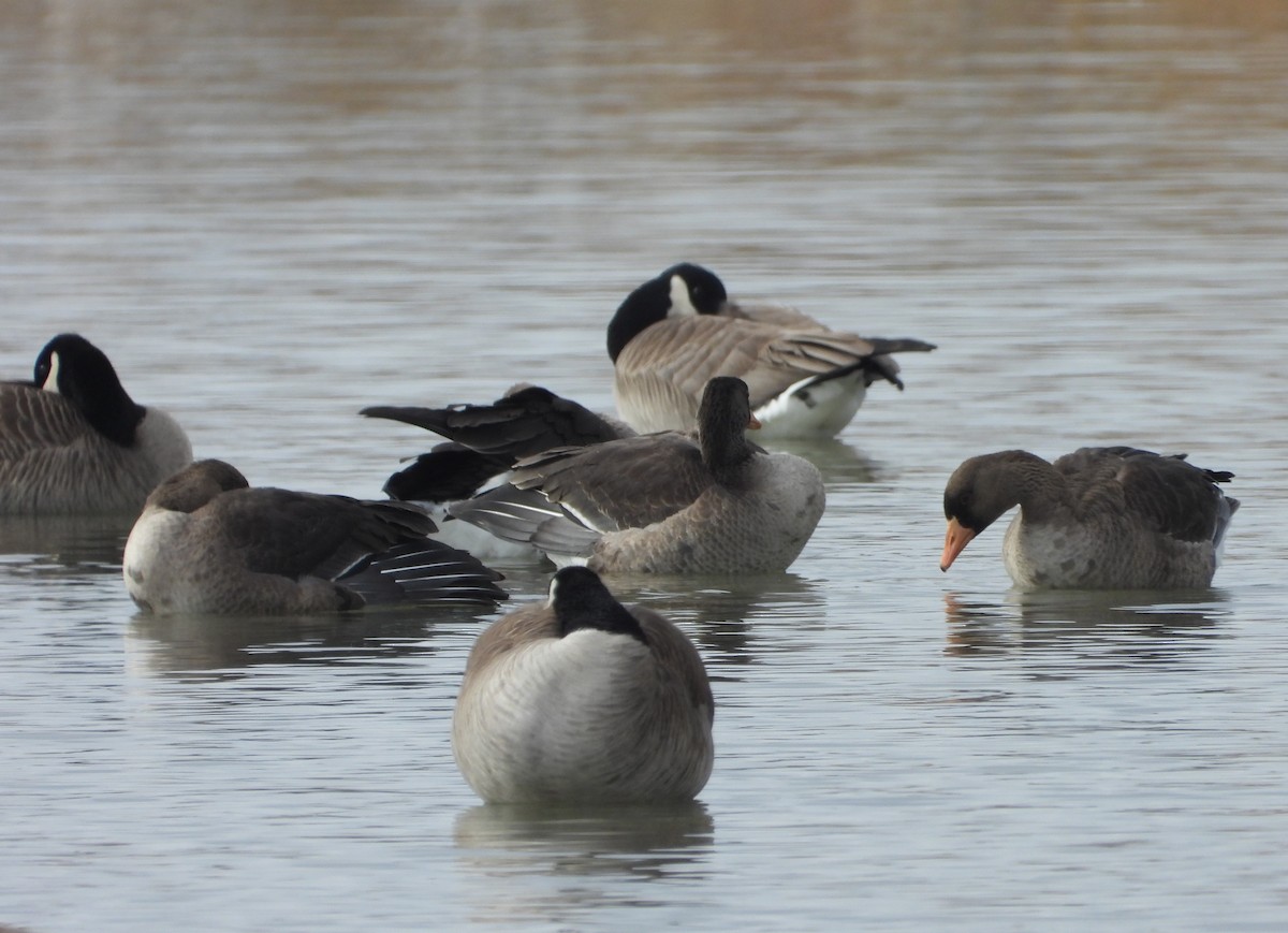 Greater White-fronted Goose - David Wheeler