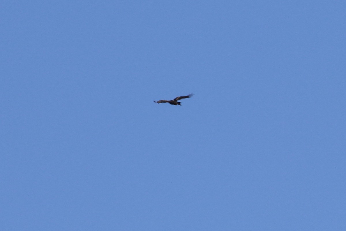 Wedge-tailed Eagle - ML615286390