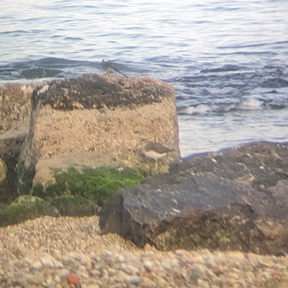 Green Sandpiper - ML615286391