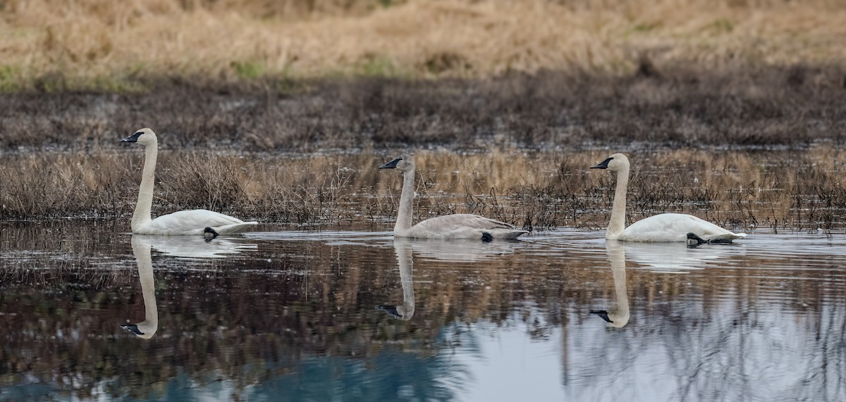 Cygne trompette - ML615286424