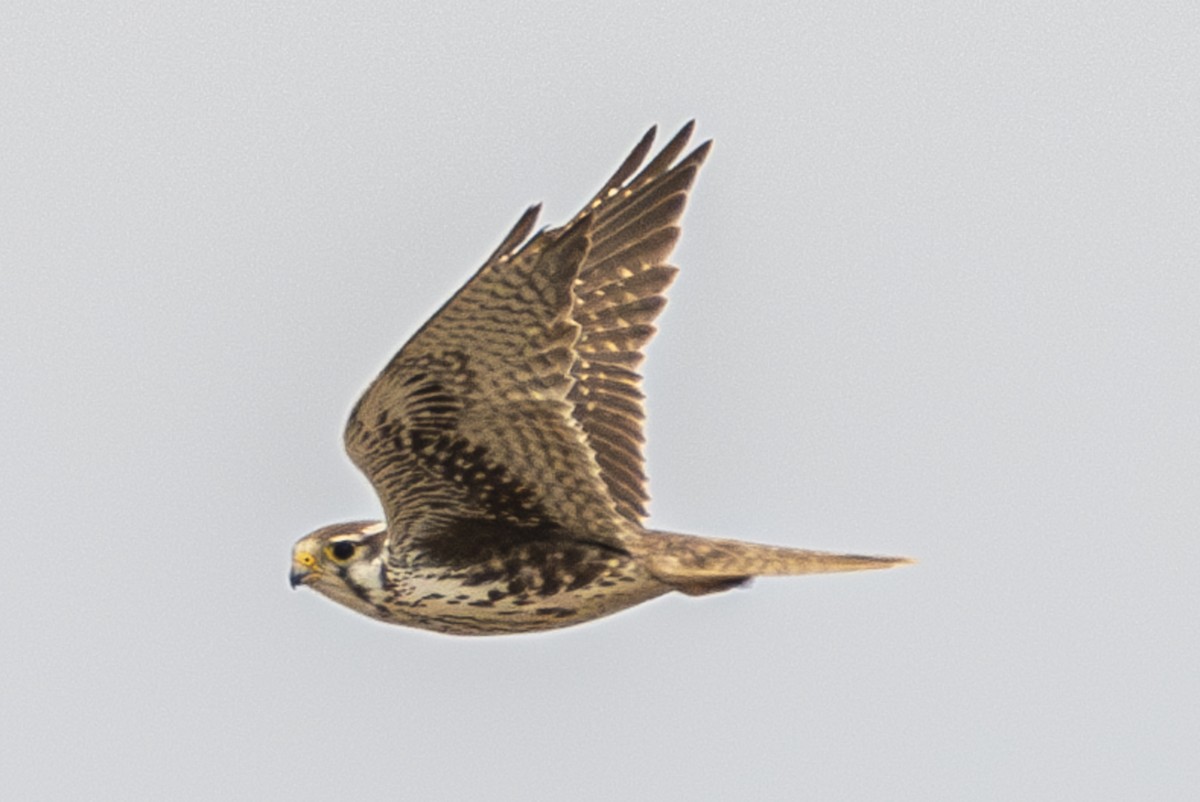 Prairie Falcon - ML615286458