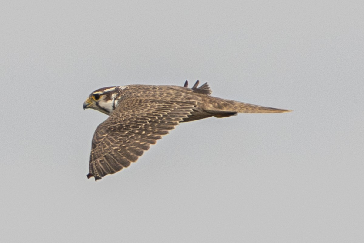 Prairie Falcon - ML615286460