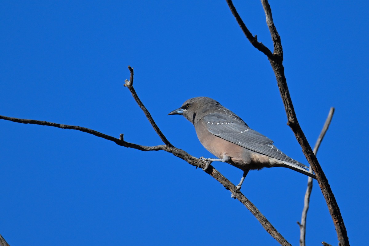 White-breasted Woodswallow - ML615286476