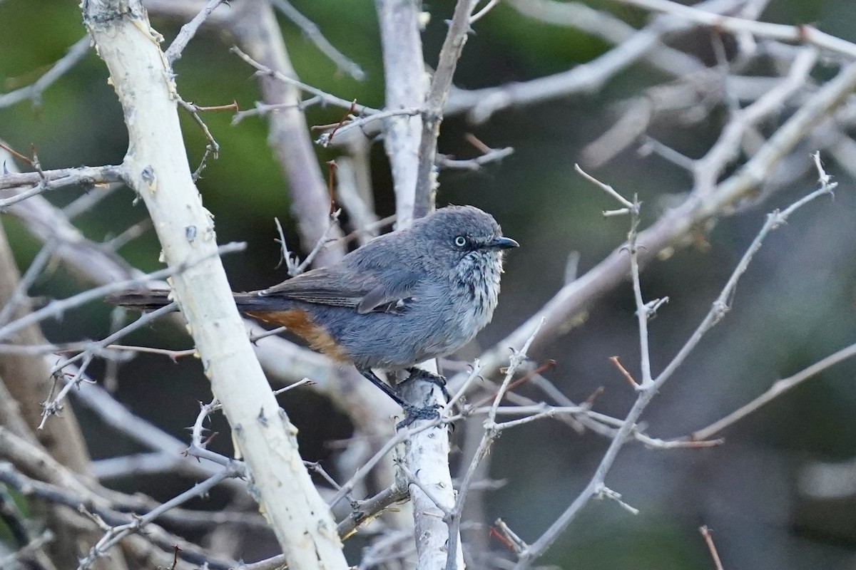 Curruca Sureña - ML615286508