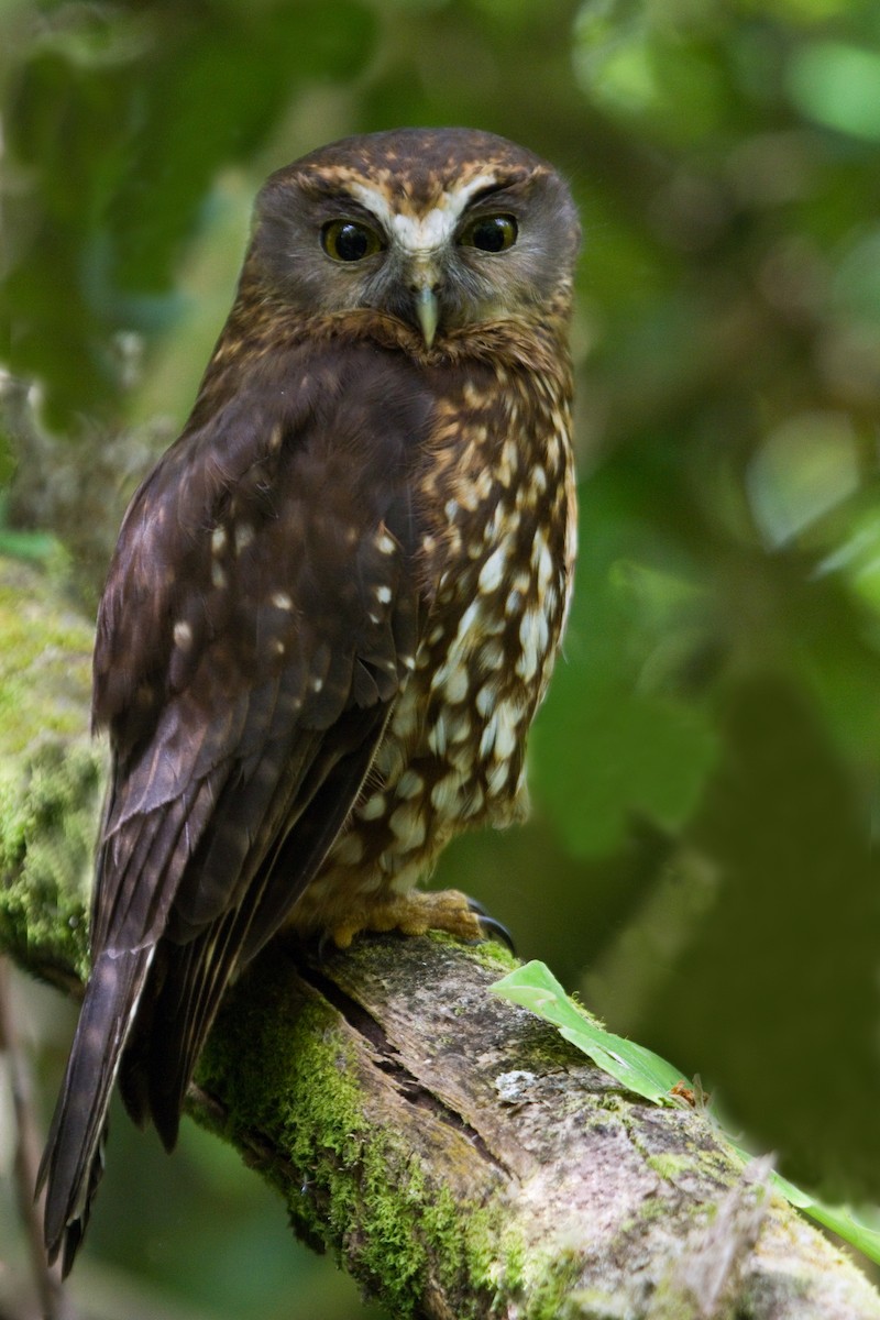 Morepork - ML615286539