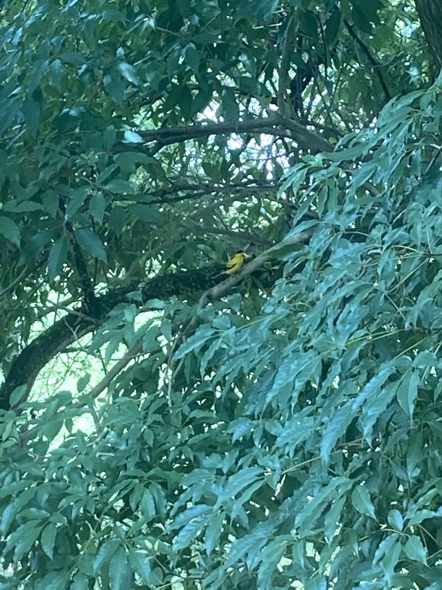 Black-naped Oriole - ML615286554