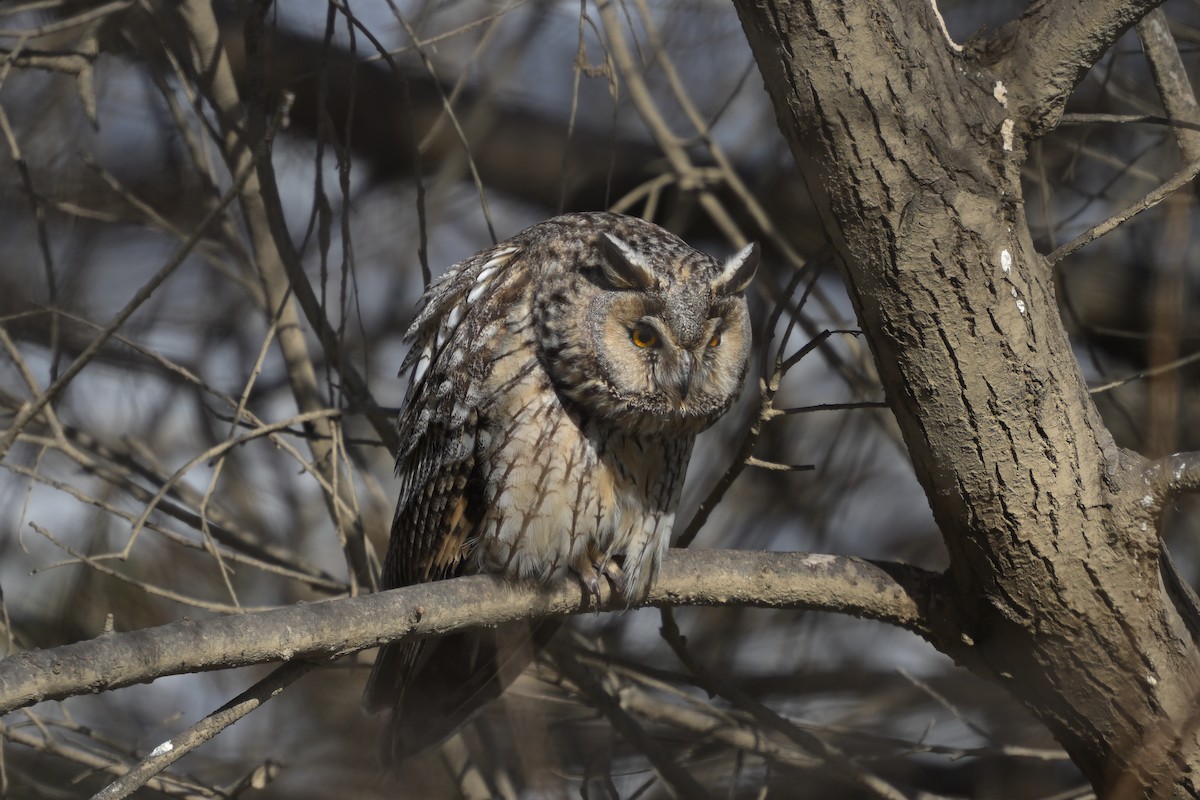 Long-eared Owl - ML615286579
