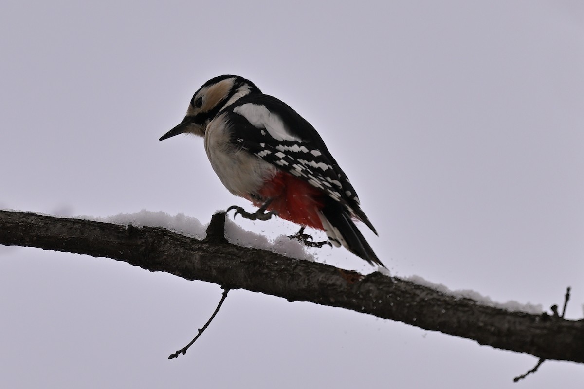 Great Spotted Woodpecker - ML615286584