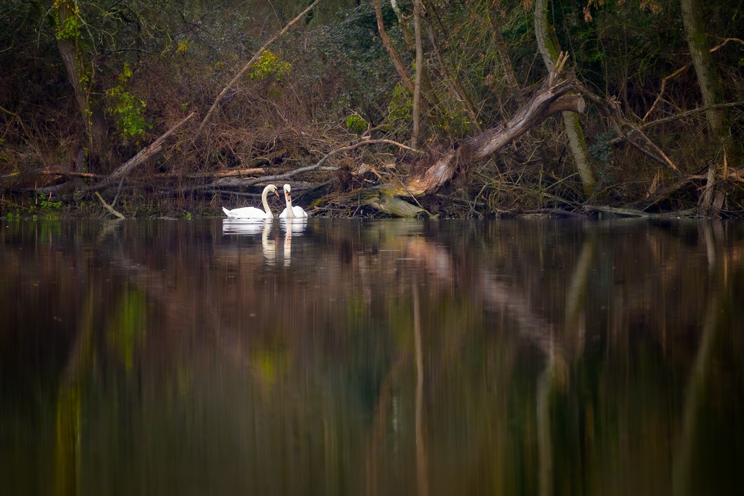 Mute Swan - ML615286594