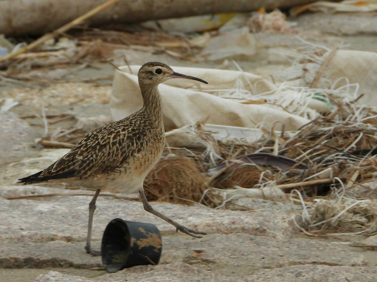 Little Curlew - ML615286596