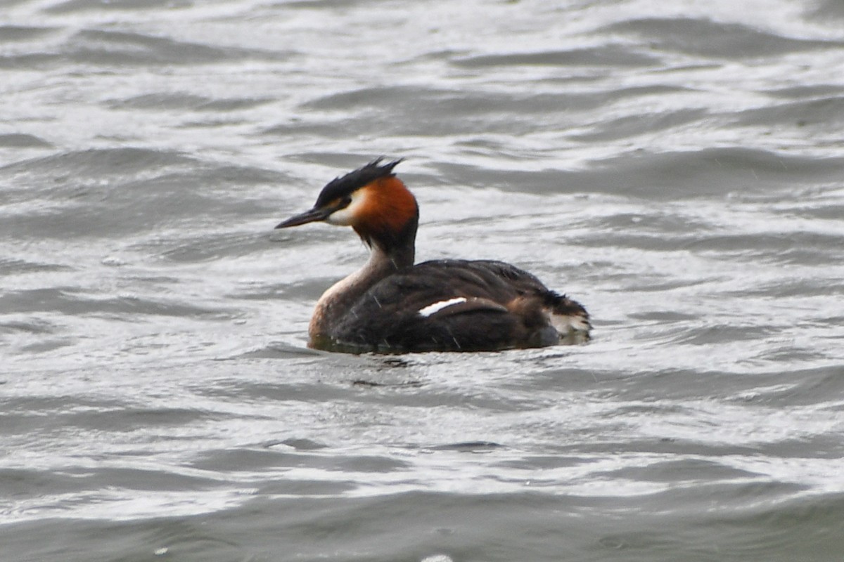 Great Crested Grebe - Steve Hawes